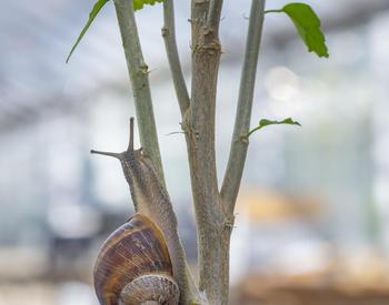 close up of snail on a woody stem