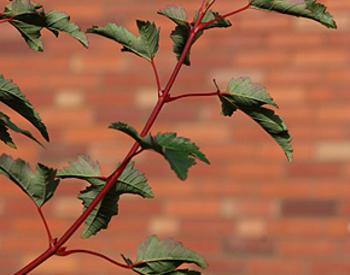 Thin tree branch extending with leaves. A brick wall is in the background