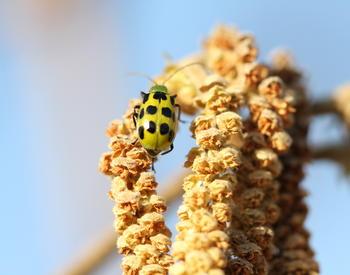 an image of a cucumber beetle crawling on a plant