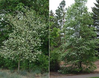 Side-by-side photos of trees flowering