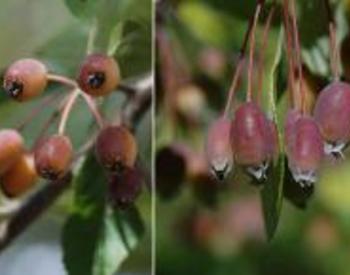 Side-by-side of buds ready to blossom