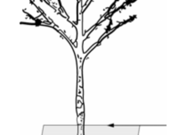 A drawing of a bare-root plant shows how deep in the soil it should be planted.