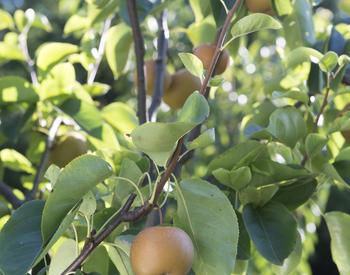 asian pears on a tree branch