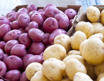 Red potatoes and regular potatoes collected in a cardboard box