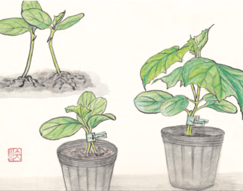 A group of three drawings shows how a potted plant is grafted using clips.