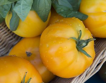 yellow tomatoes in a basket