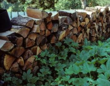 Stacks of chopped wood