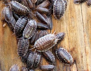 Pill bugs on a wooden surface