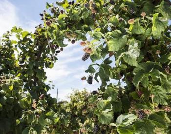 large blackberry vines with open center