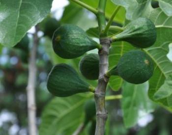 Five green figs on leafy branch.