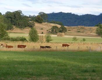 Several head of cattle stand in a field amid rolling hills.