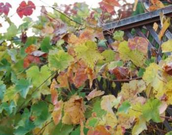 Grapevine leaves with different colors