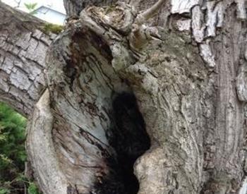 Hole developed in the side of a tree