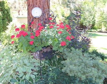 Flower pot with red flowers hanging over a bush