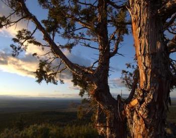 Sunset cast its warm light on a juniper tree trunk on Round Butte. Madras. Oregon in the distance.