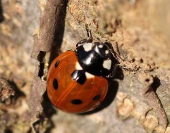 Ladybug on a rock