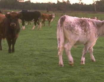 Livestock on a pasture