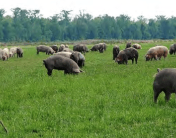 More than two dozen pigs feed on grass in a pasture.