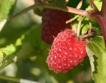 Close up of raspberries in a demo garden