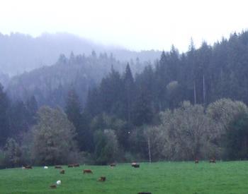 Pasture with cows spread throughout