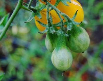 Developing tomatoes