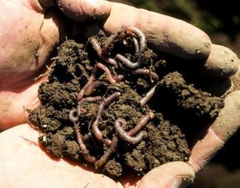 Soil in someone's hands with worms