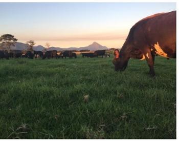 Cattle graze in a lush pasture against a backdrop of distant mountains.