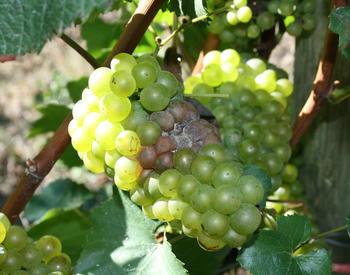 A cluster of green grapes on the vine with brown Botrytis-infected fruit in the middle.