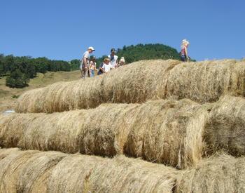 People walking on hay stacks