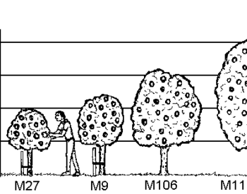 Diagram of a growing apple tree