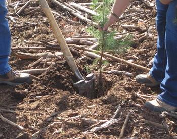 A tree seedling is planted by one person as another holds a shovel in the ground.