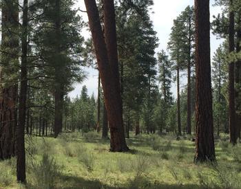 Ponderosa pine trees