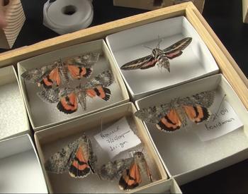 display box of moths