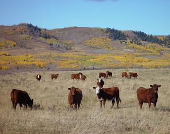 cattle in a rangeland pasture