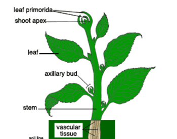 illustration of the principal parts of a vascular plant. Lateral roots branch out from the primary root. Inside the stem is found the vascular bundle of xylem and phloem. Leaves arise from the stem at nodes to form axils. Buds that form at this point are axillary buds. At the tip of the stem is the shoot apex, which contains leaf primordia.