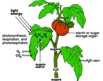 An illustration shows how light energy and oxygen enter leaves of a plant and carbon dioxide leaves. There's sugar starches in the leaves. Also water vapor is exchanged thru the leaves. Oxygen and water enter roots and CO2 exits. Starch or sugar storage organ is the tomato above ground and root below ground. Sugars and water travels the stem, and minerals enter through the root hairs. Photosynthesis, respiration and photorespiration happens above ground and respiration but no photorespiration below ground.