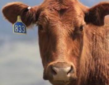 A head of cattle with an ear tag.