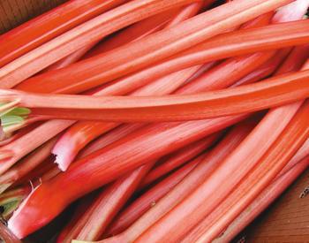 A close-up view of the reddish stalks of freshly picked and trimmed Oregon rhubarb.