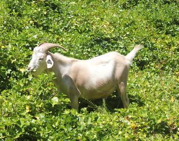 goat in ivy field