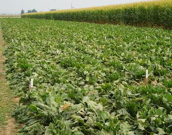 Sugar beets and field corn plots at the Malheur Experiment Station