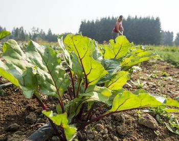 close up of chard growing in a field
