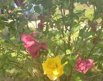 Pink and Yellow Roses on the same bush