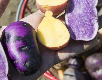 Holding purple and white potatoes