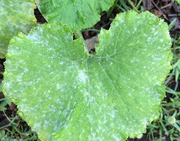 green squash leaf with white marks of powdery mildew