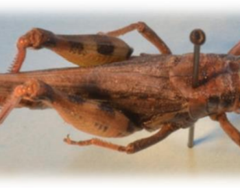 Example of an Orthoptera species