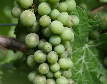 Pinot noir cluster with grape powdery mildew infection before veraison