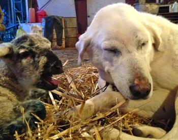 A lamb bleating in a dogs face