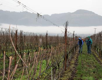 A pre-pruned spur vineyard in Oregon