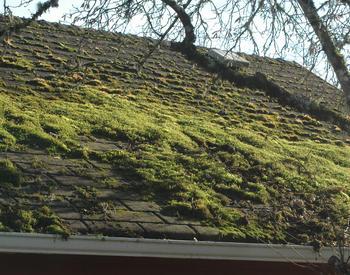Moss on roofs