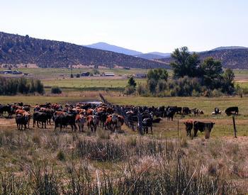 A fence separates two groups of cattle in a pasture set against rolling hills.